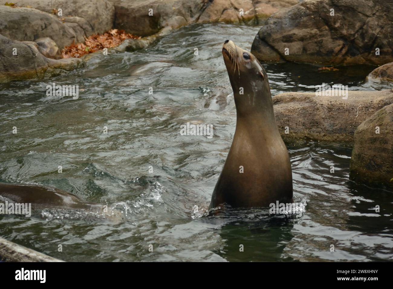Bronx Zoo November 2023 Stockfoto
