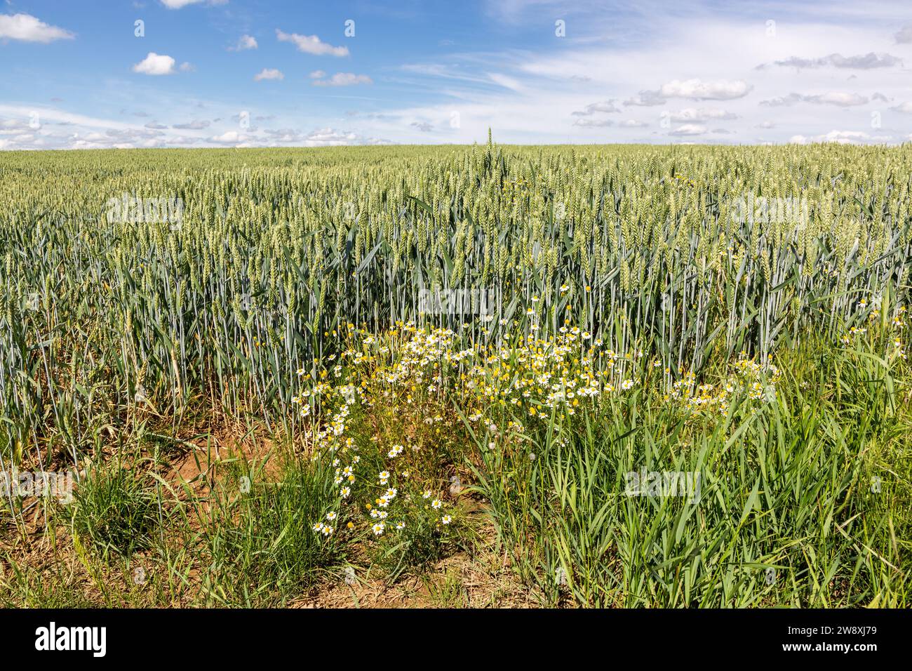 Weizenfelder noch grün im Frühlingslicht Stockfoto