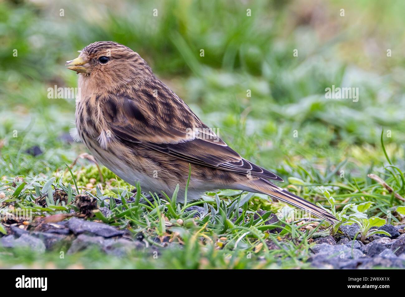 Twite - Linaria flavirostris - Fringillidae - Singvogel auf kurzem Gras in Nordirland Stockfoto