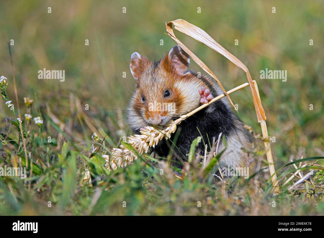 Europäischer Hamster / eurasischer Hamster / Schwarzbauchhamster / gemeiner Hamster (Cricetus cricetus), der Körner aus Weizenstacheln / Weizenohr auf dem Feld isst Stockfoto