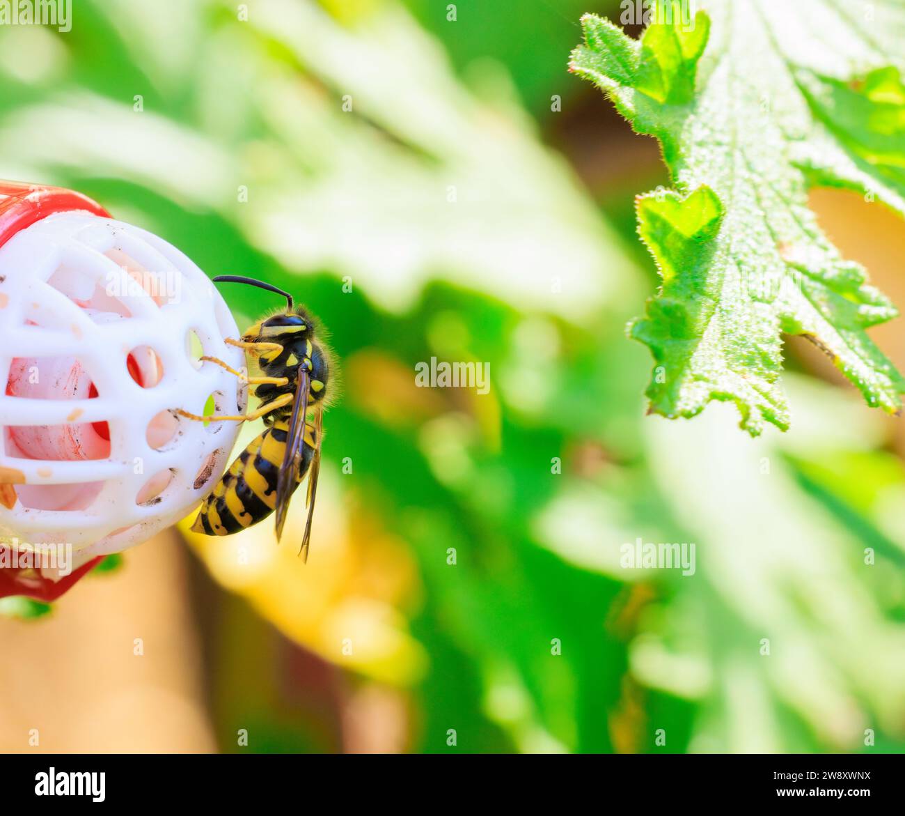 Nahaufnahme von Yellow Jacket, die auf einem Kolibri-Futterhäuschen krabbelt und sich ernährt Stockfoto