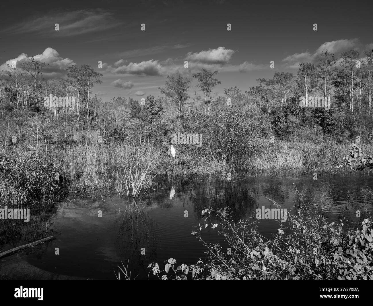 Water Arm, Great Egret (Region Alba), Big Cypress National Preserve, Everglades, Nordamerika, Florida, USA Stockfoto