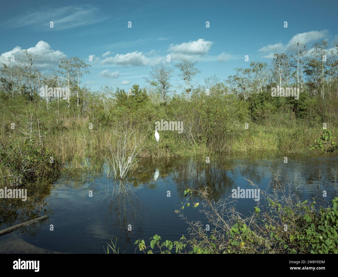 Water Arm, Great Egret (Region Alba), Big Cypress National Preserve, Everglades, Nordamerika, Florida, USA Stockfoto