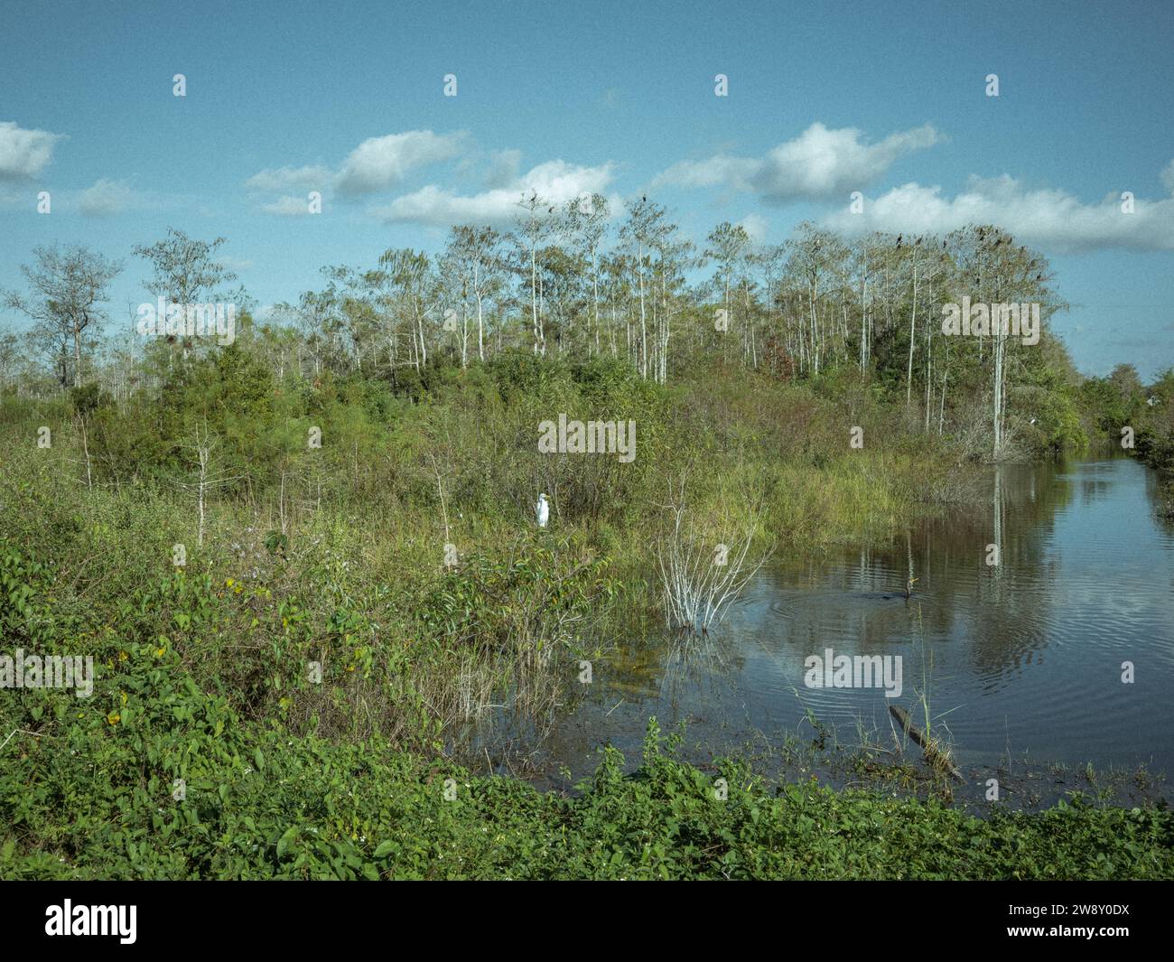 Water Arm, Great Egret (Region Alba), Big Cypress National Preserve, Everglades, Nordamerika, Florida, USA Stockfoto