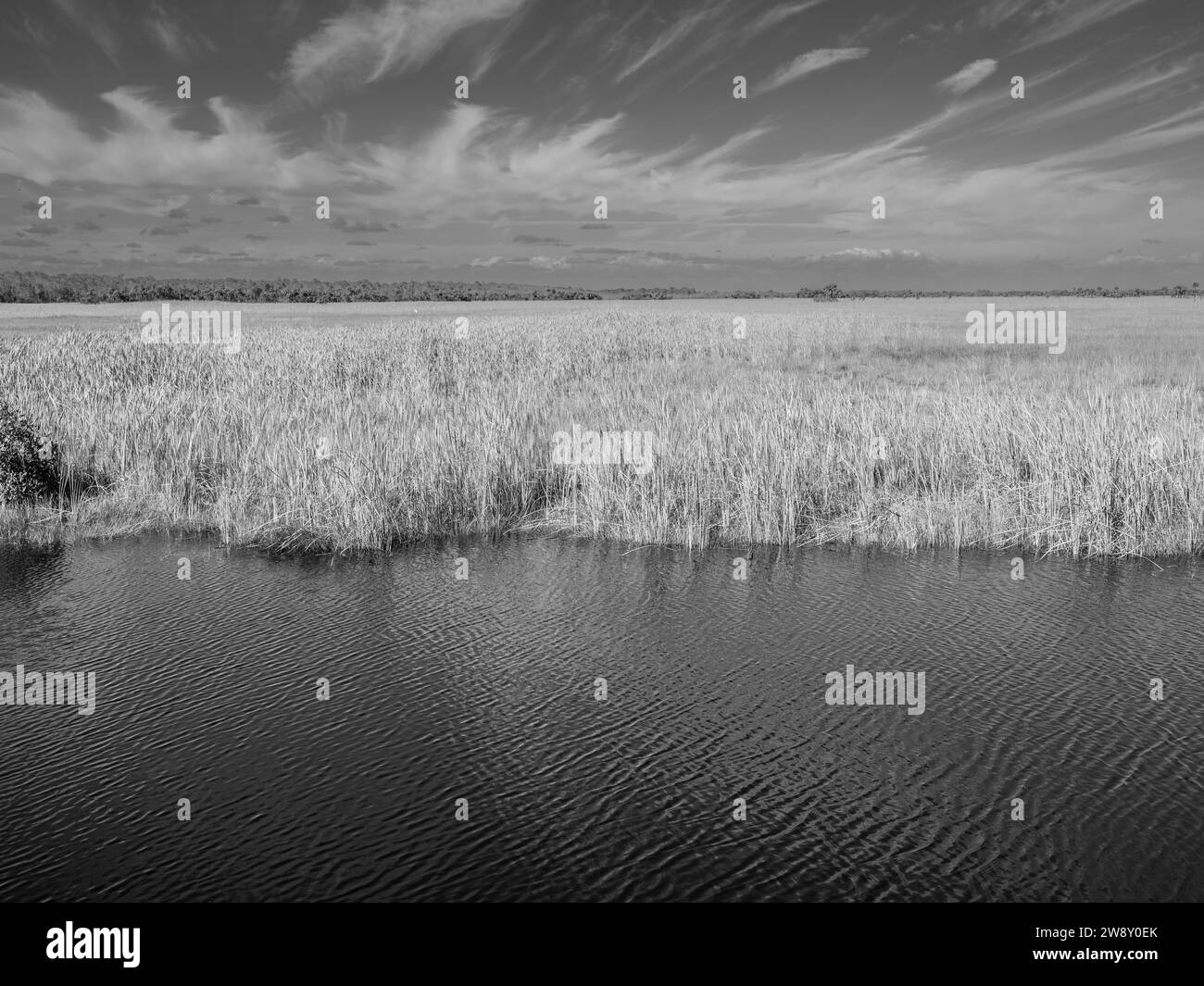 Schilf in einer Lagune, Big Cypress National Preserve, Everglades, Nordamerika, Florida, USA Stockfoto