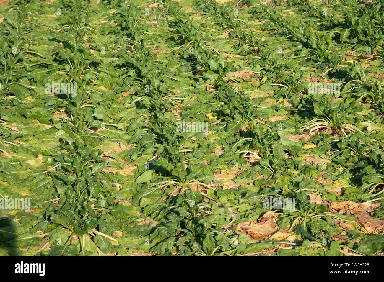 Zuckerrüben (Beta vulgaris), die an einem Sommertag auf einem landwirtschaftlichen Ackerfeld in England, Vereinigtes Königreich verwelkt wurden Stockfoto