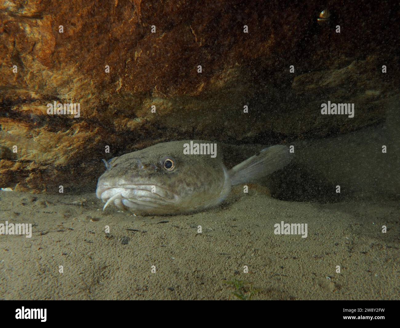 Porträt von Burbot (Lota lota) auf dem Seeboden, Tauchplatz Terlinden, Kuesnacht, Zürichsee, Kanton Zürich, Schweiz Stockfoto