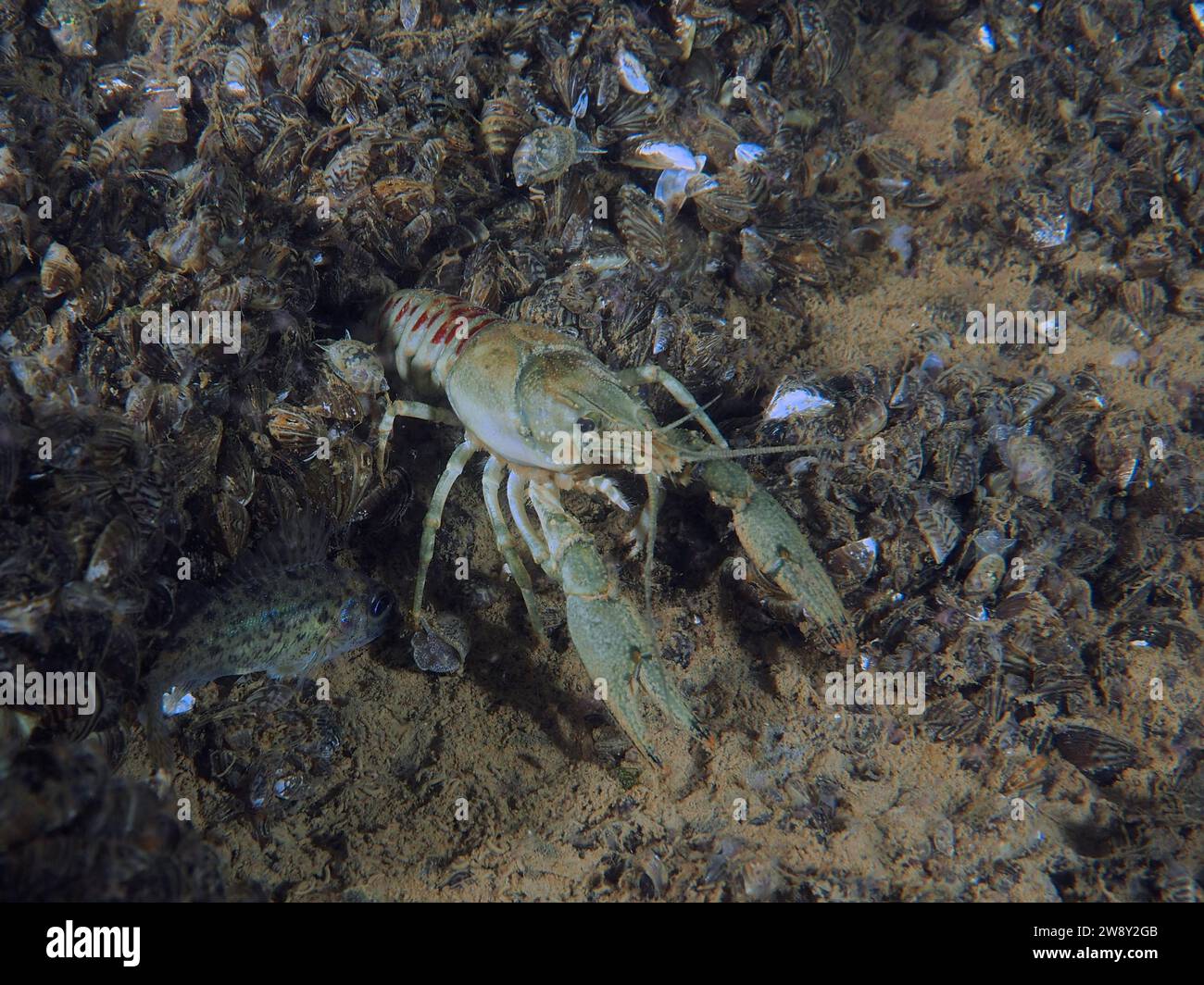Flusskrebse (Faxonius limosus), amerikanische Flusskrebse, invasive