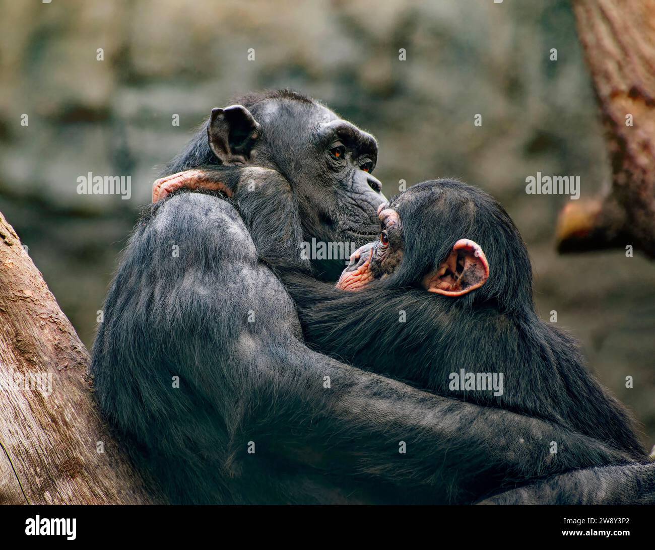 Tierporträt, westlicher Schimpanse (Pan troglodytes verus) Kuscheln, Gefangenschaft, Verteilung Zentral- und Westafrika Stockfoto
