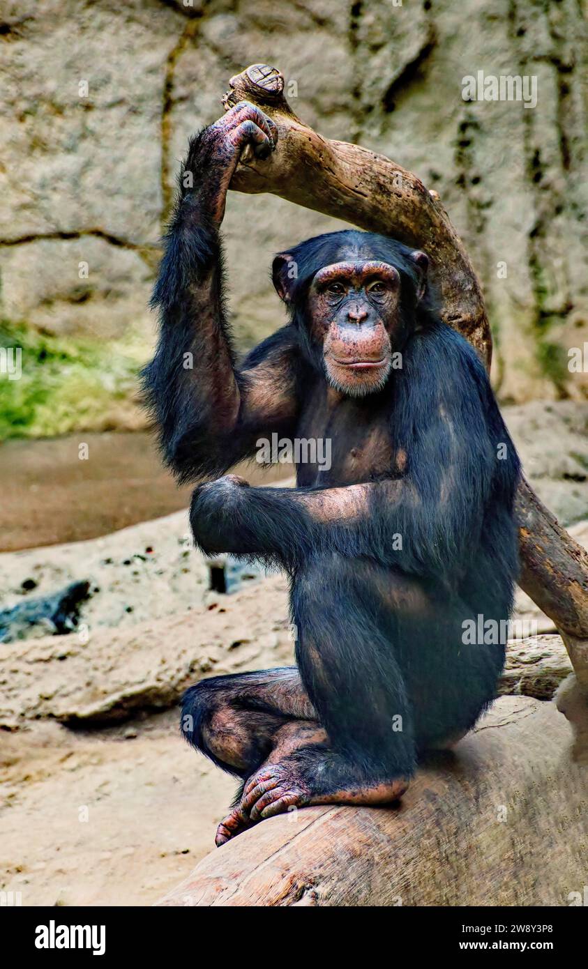 Westlicher Schimpanse (Pan troglodytes verus), Gefangenschaft, Verteilung Zentral- und Westafrika Stockfoto