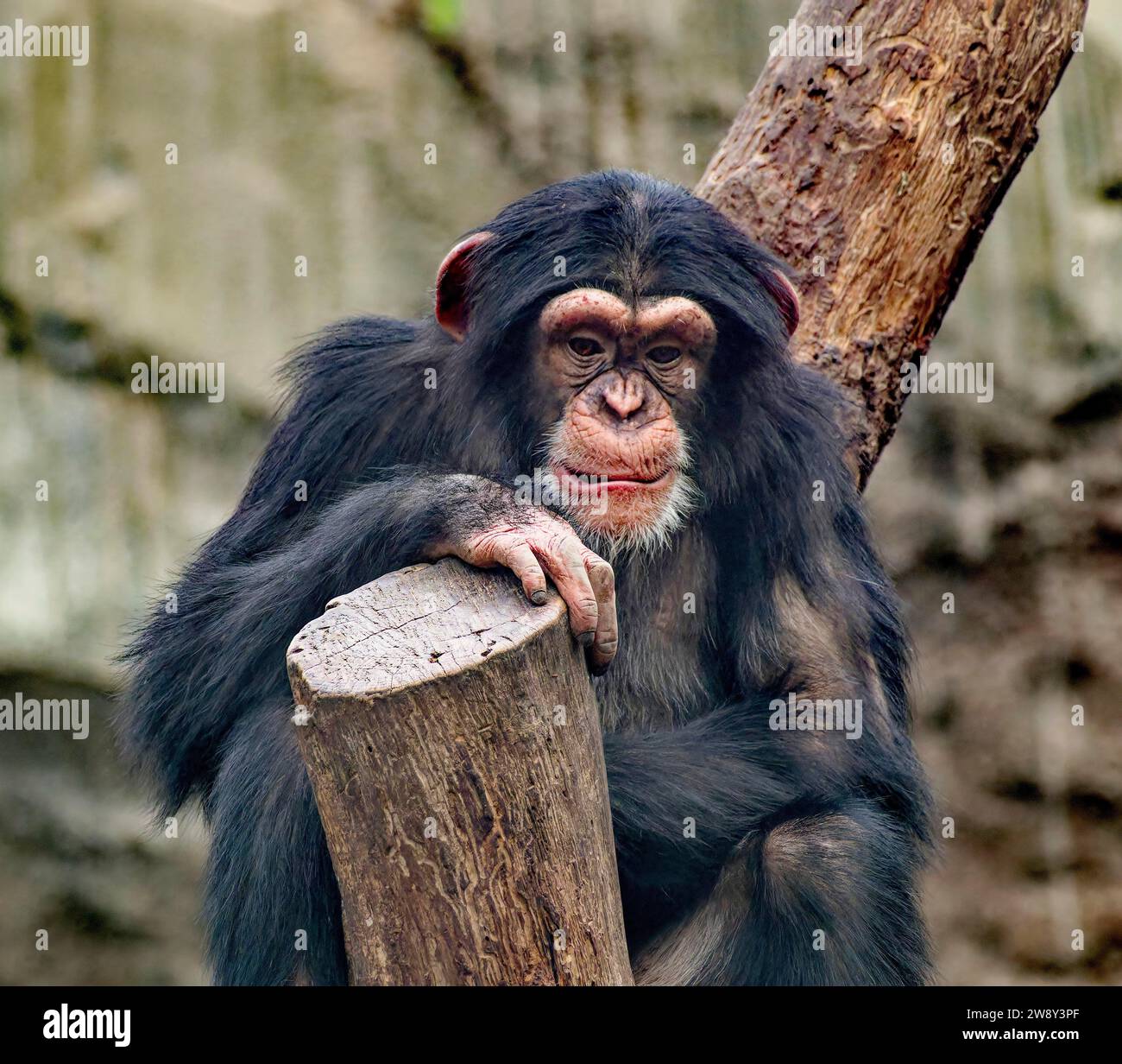 Tierporträt, westlicher Schimpanse (Pan troglodytes verus), Gefangenschaft, Verteilung Zentral- und Westafrika Stockfoto
