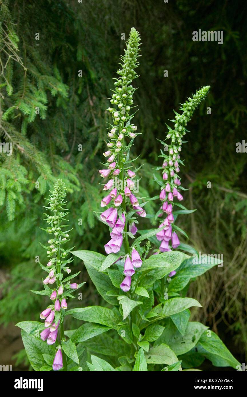 Die Fuchshandschuhe (Digitalis) sind eine Pflanzengattung aus der Familie der Bananen (Plantaginaceae). Der botanische Name leitet sich vom lateinischen Digitus ab Stockfoto