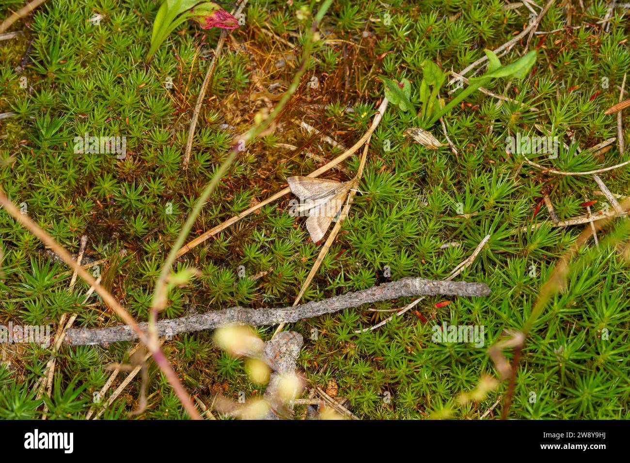 Synaphe punctalis Familie Pyralidae Gattung Synaphe langbeinige Tabbymotte wilde Natur Insektentapete, Bild, Fotografie Stockfoto