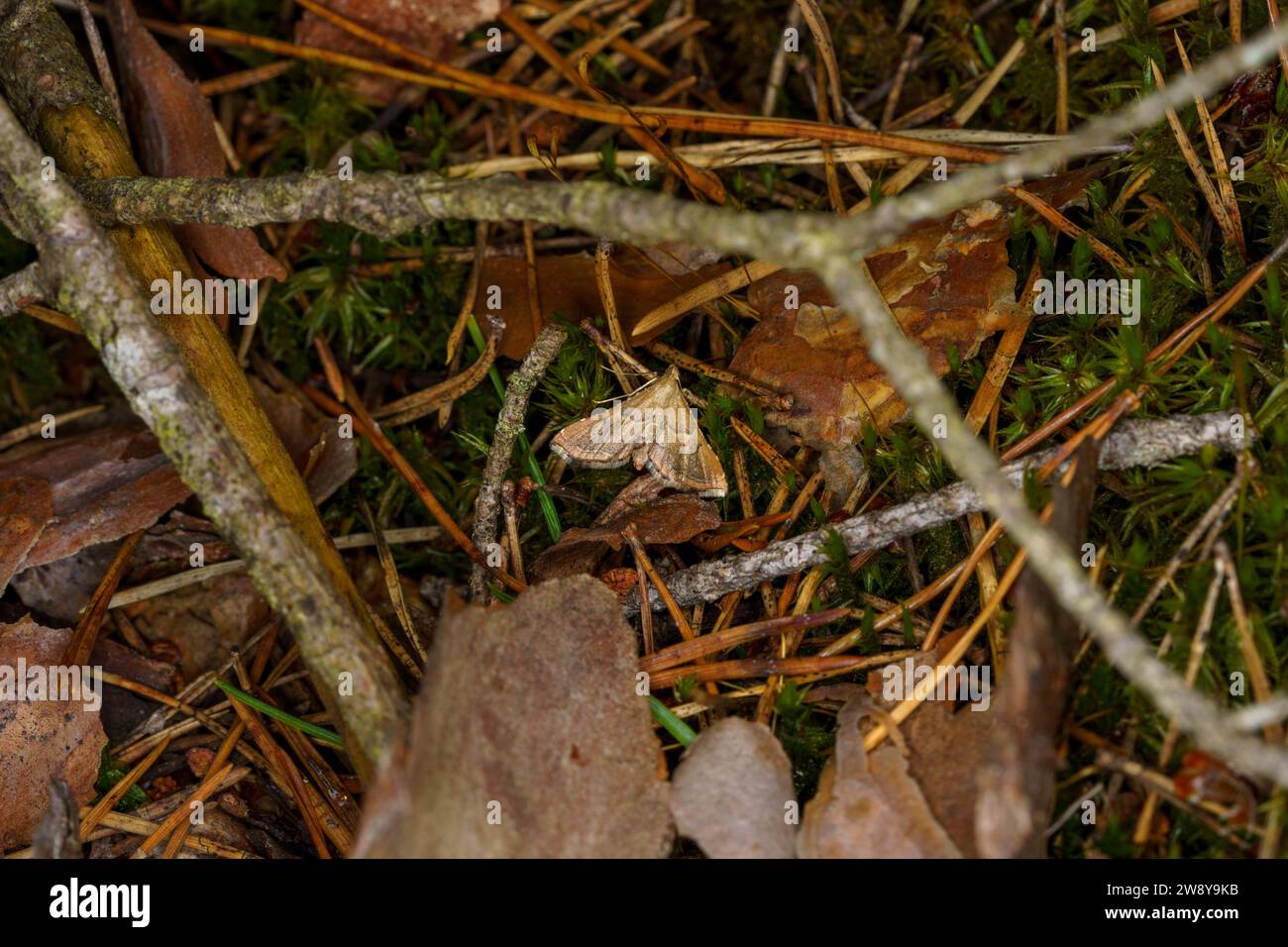 Synaphe punctalis Familie Pyralidae Gattung Synaphe langbeinige Tabbymotte wilde Natur Insektentapete, Bild, Fotografie Stockfoto