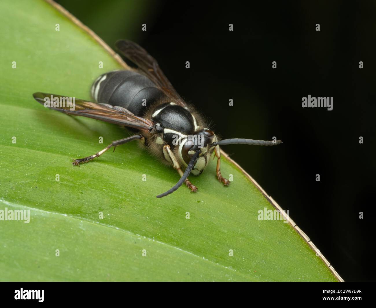 3/4 Blick auf eine Glatze, Dolichovespula maculata, die nach unten gerichtet ist, während sie auf dem Rand eines großen grünen Blattes thront Stockfoto