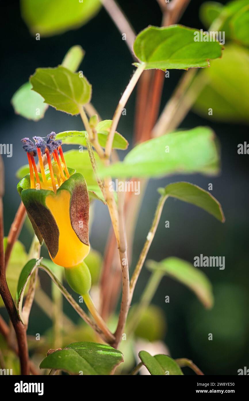 Creeping fuchsia (Fuchsia procumbens), Onagraceae. Neuseeländischer kleiner Strauß, auch Kletterfuchsie oder zurücklaufende Fuchsie genannt. Gelbe Blume. Stockfoto
