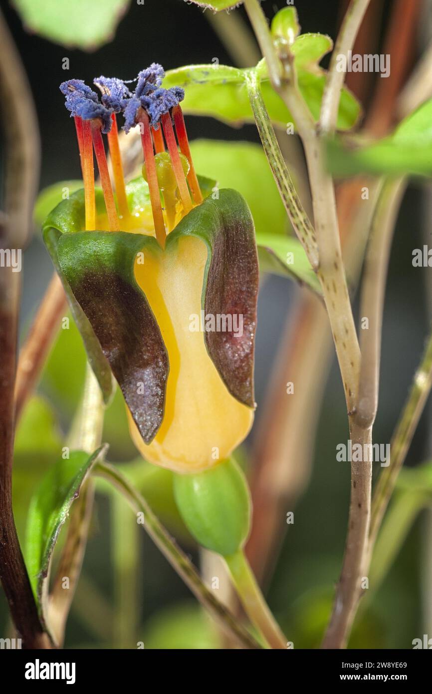 Creeping fuchsia (Fuchsia procumbens), Onagraceae. Neuseeländischer kleiner Strauß, auch Kletterfuchsie oder zurücklaufende Fuchsie genannt. Gelbe Blume. Stockfoto