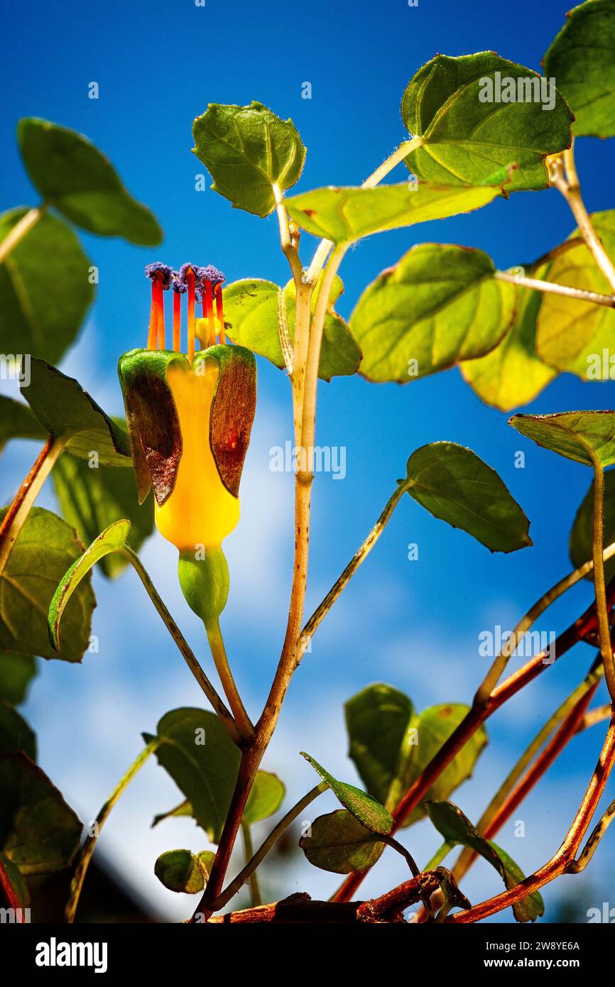 Creeping fuchsia (Fuchsia procumbens), Onagraceae. Neuseeländischer kleiner Strauß, auch Kletterfuchsie oder zurücklaufende Fuchsie genannt. Gelbe Blume. Stockfoto