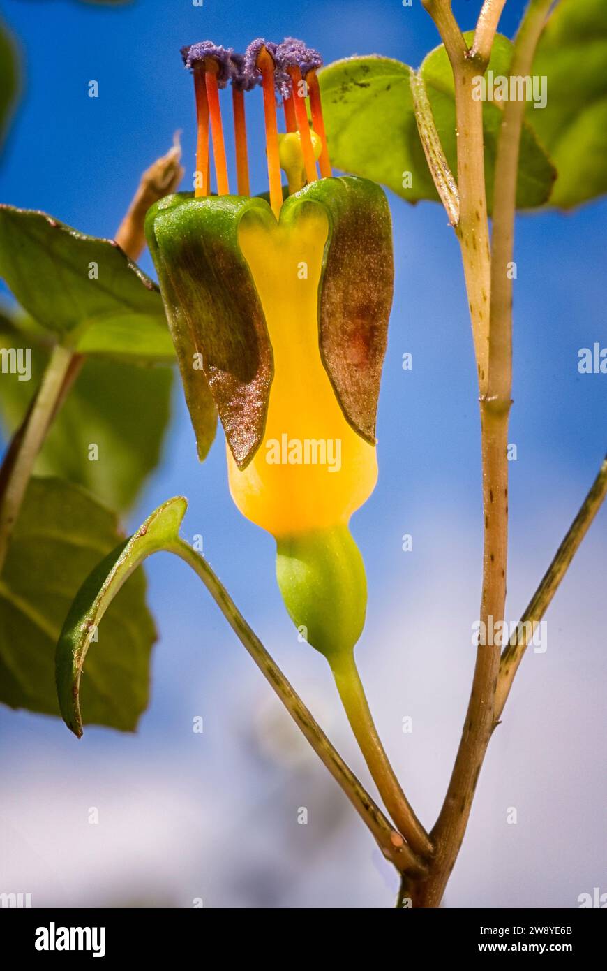 Creeping fuchsia (Fuchsia procumbens), Onagraceae. Neuseeländischer kleiner Strauß, auch Kletterfuchsie oder zurücklaufende Fuchsie genannt. Gelbe Blume. Stockfoto