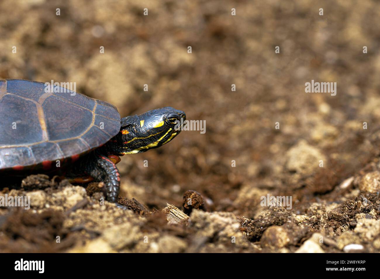 Östliche malerische Schildkröte (Chrysemys picta, Emydidae), entzogen - Valenussets, USA auf dem Boden, mit dem Kopf nach vorne gerichtet. Konzept. Schauen Sie nicht zurück Stockfoto