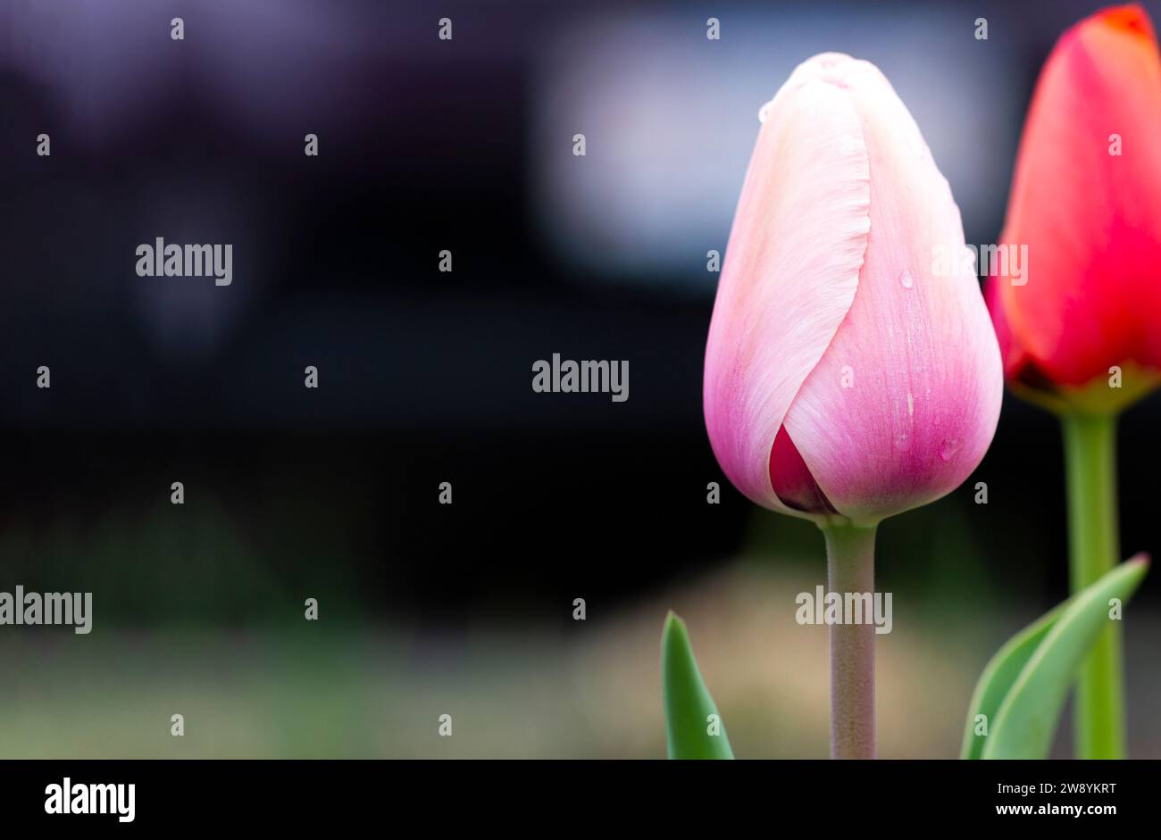 Zwei Tulpenblüten rosa und rot auf dem dunkelblauen Hintergrundbanner. Kopierbereich. Regentropfen Stockfoto