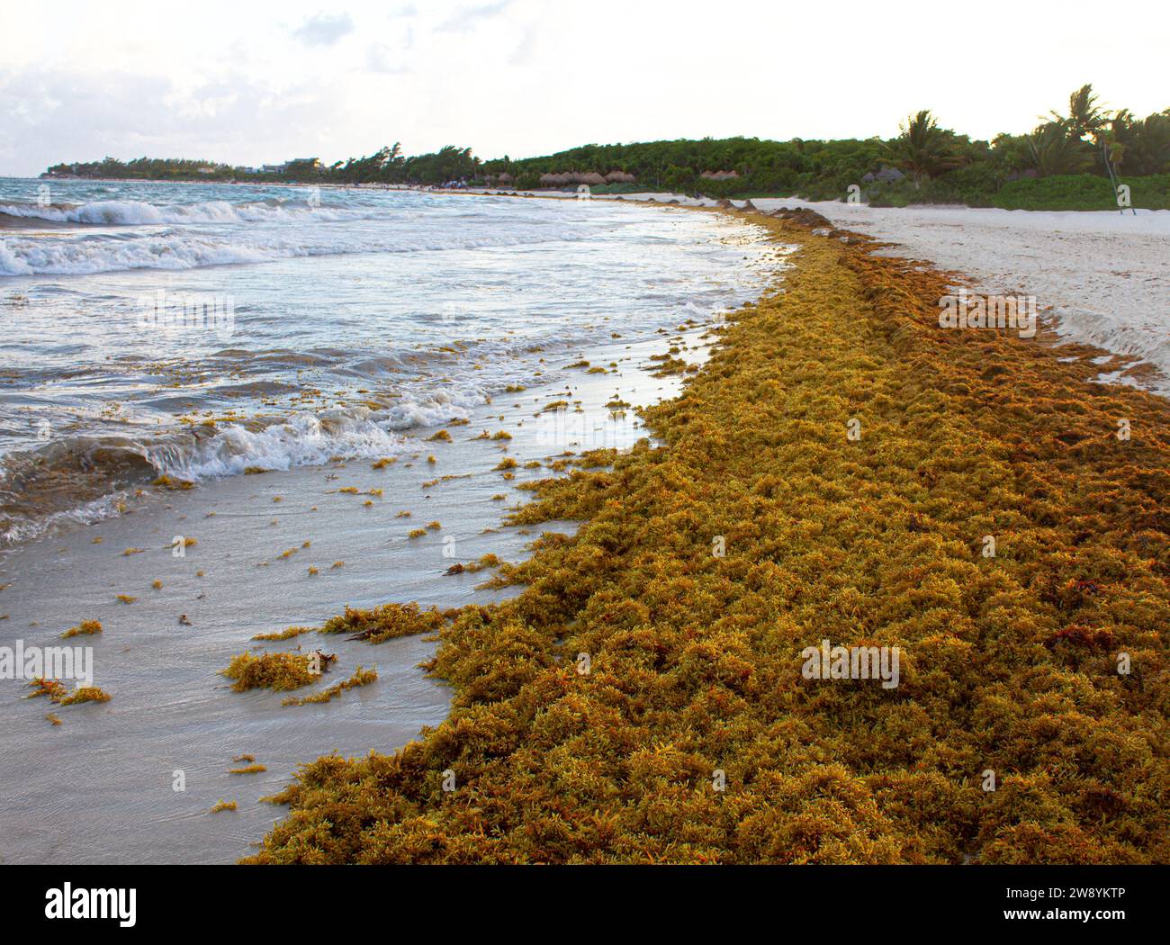 Eine breite Linie von Sarkassum-Algen liegt entlang der Atlantikküste an Playa Del Carmen, Quintana Roo, Mexiko mit Wellen auf dem Wasser im Hintergrund Stockfoto