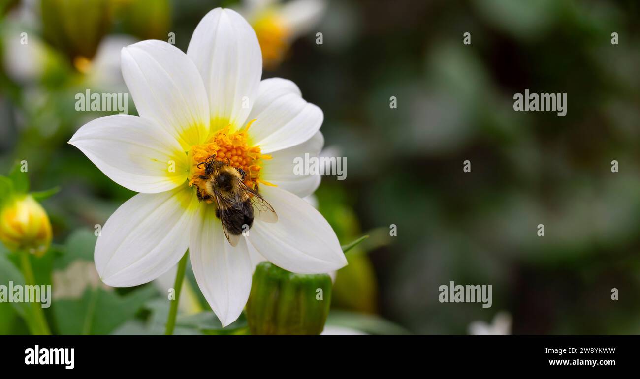 Die Biene bestäubt weißes Dahlienbanner. Detailliert Stockfoto