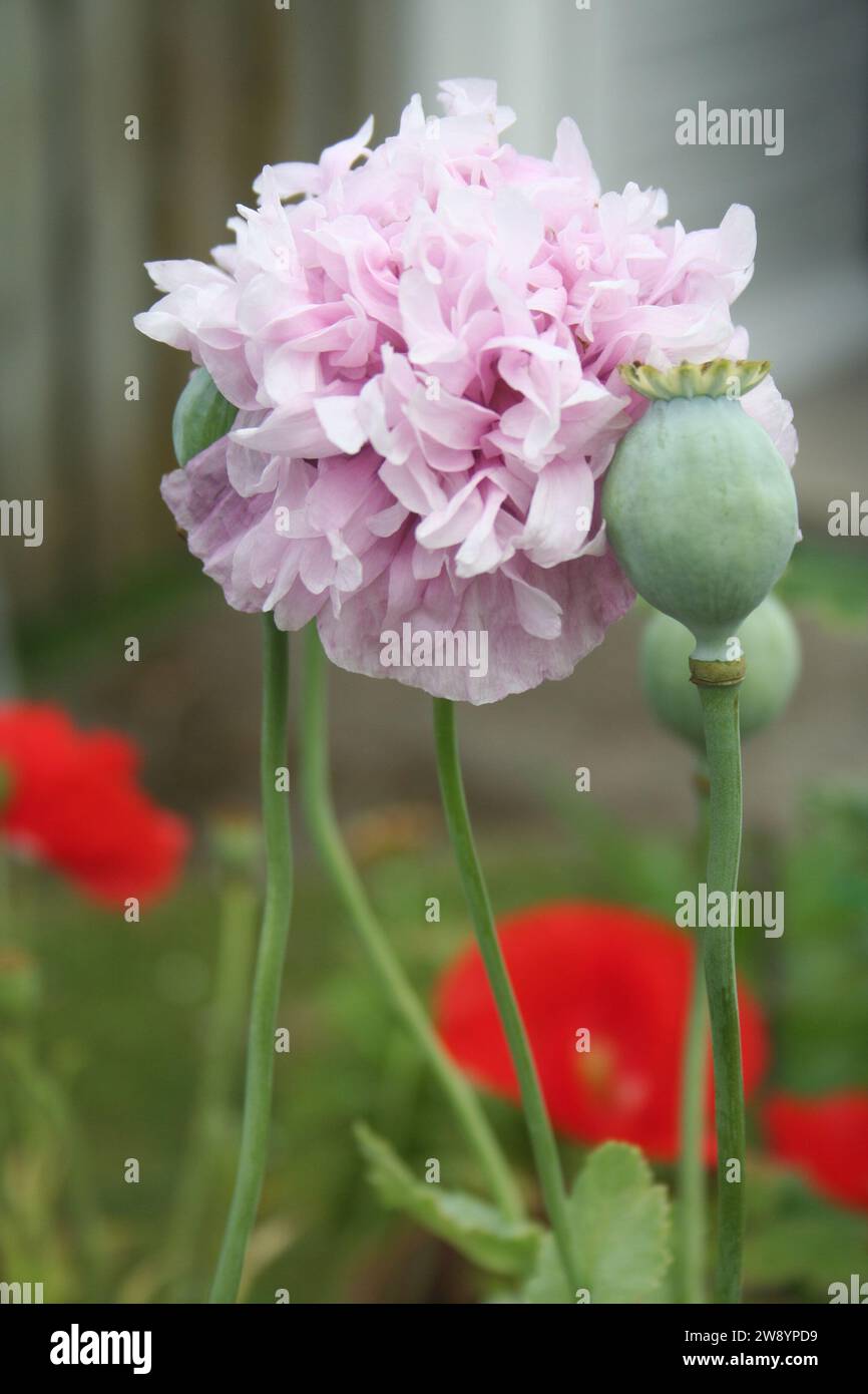 Rosa Mohn mit Mohnschote Stockfoto