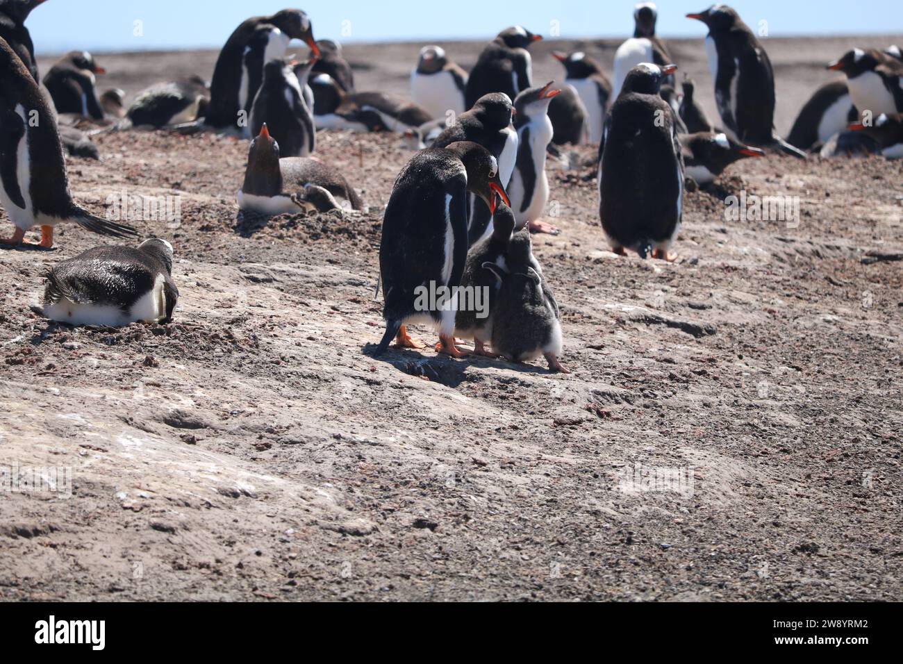 Pinguine in der Antarktis. Stockfoto