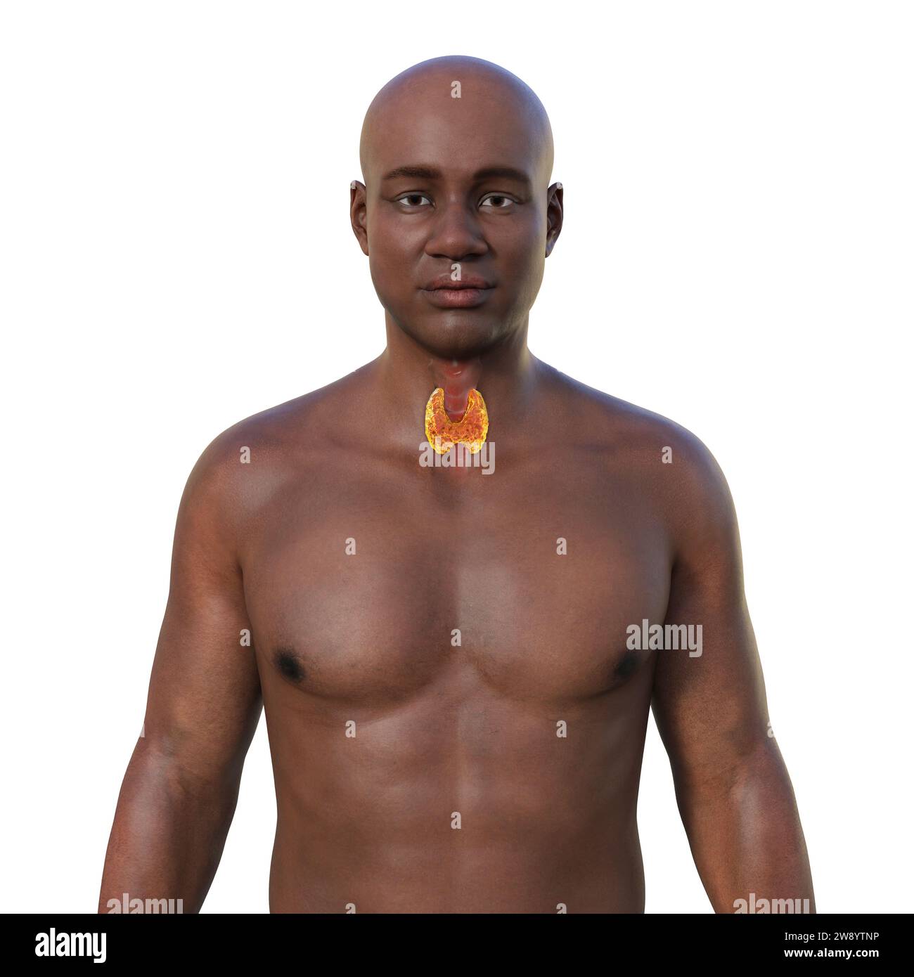 Schilddrüsenanatomie, Illustration Stockfoto