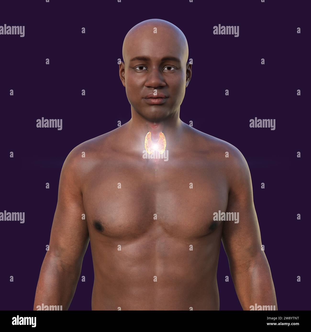 Schilddrüsenanatomie, Illustration Stockfoto