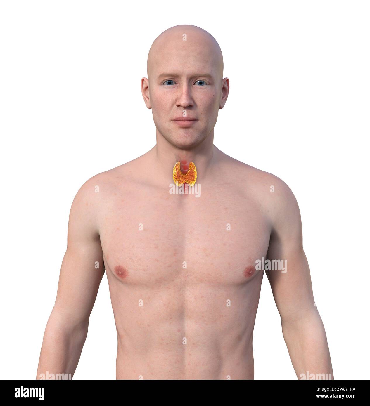 Schilddrüsenanatomie, Illustration Stockfoto