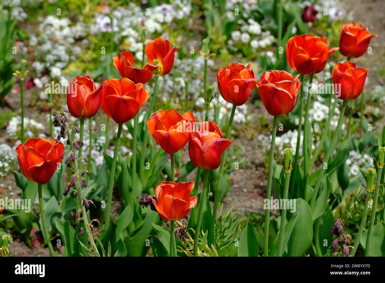 Berlin Deutschland - Gärten der Welt - Rote Tulpe Stockfoto