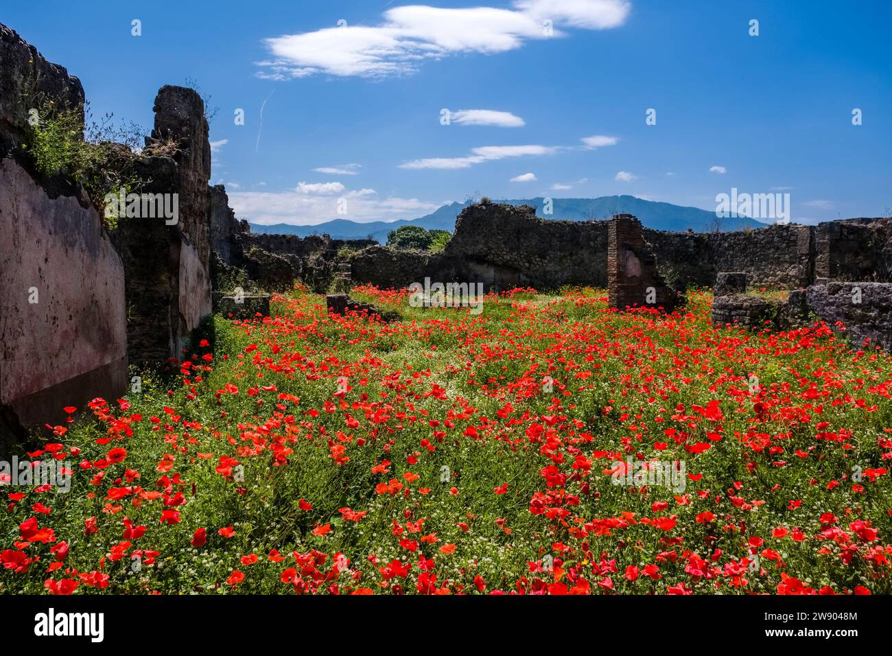 Ruinen und Mohnblumen in der archäologischen Stätte von Pompeji, einer antiken Stadt, die durch den Ausbruch des Vesuv im Jahr 79 n. Chr. zerstört wurde. Stockfoto