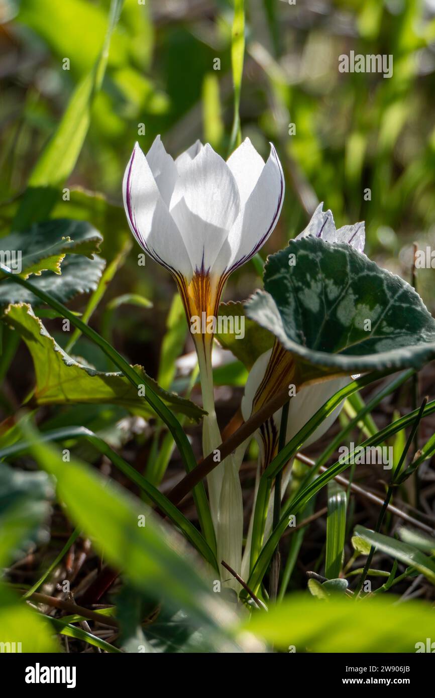 Weiße Blüten des wilden Crocus aleppicus Barker Nahaufnahme zwischen grünem Gras mit Regentropfen Stockfoto