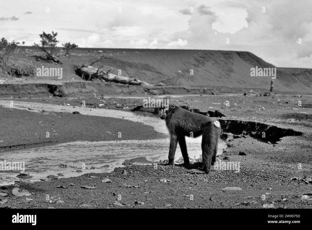 Ein Sulawesi-Schwarzkäppchen (Macaca nigra) wird am Rand eines Baches fotografiert, während er in der Nähe eines Strandes im Tangkoko-Wald im Norden von Sulawesi, Indonesien, von der Nahrungssuche abhält. Die International Union for Conservation of Nature (IUCN) kommt zu dem Schluss, dass steigende Temperaturen unter anderem zu ökologischen, verhaltensbezogenen und physiologischen Veränderungen der Tierarten und der Artenvielfalt geführt haben. „Zusätzlich zu einer erhöhten Rate von Krankheiten und degradierten Lebensräumen verursacht der Klimawandel auch Veränderungen in den Arten selbst, die ihr Überleben bedrohen“, schrieben sie in einer Veröffentlichung vom 19. Dezember 2023 auf. Stockfoto