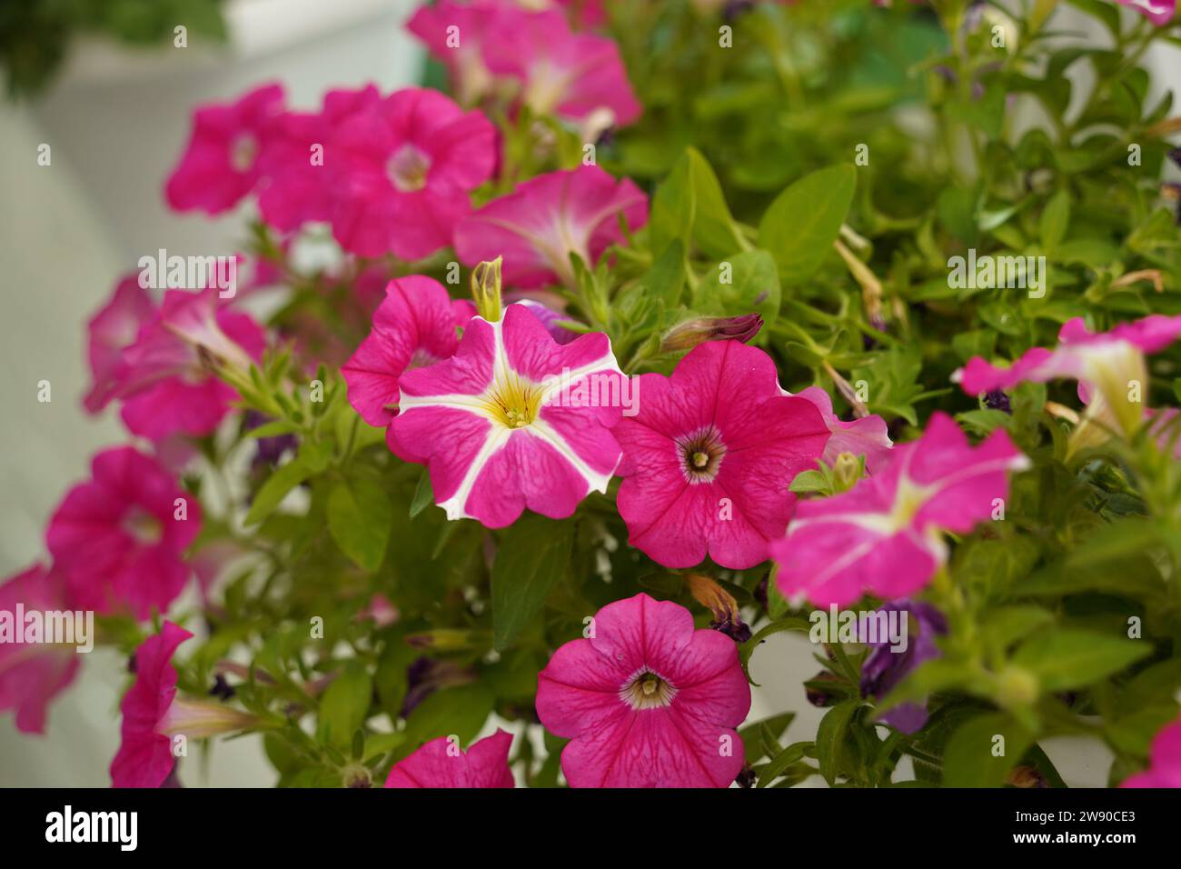 Pflanzen Sie Petunienblüte mit blühenden rosa Blüten. Pinkfarbene Petunienblüte mit offenen Knospen Stockfoto