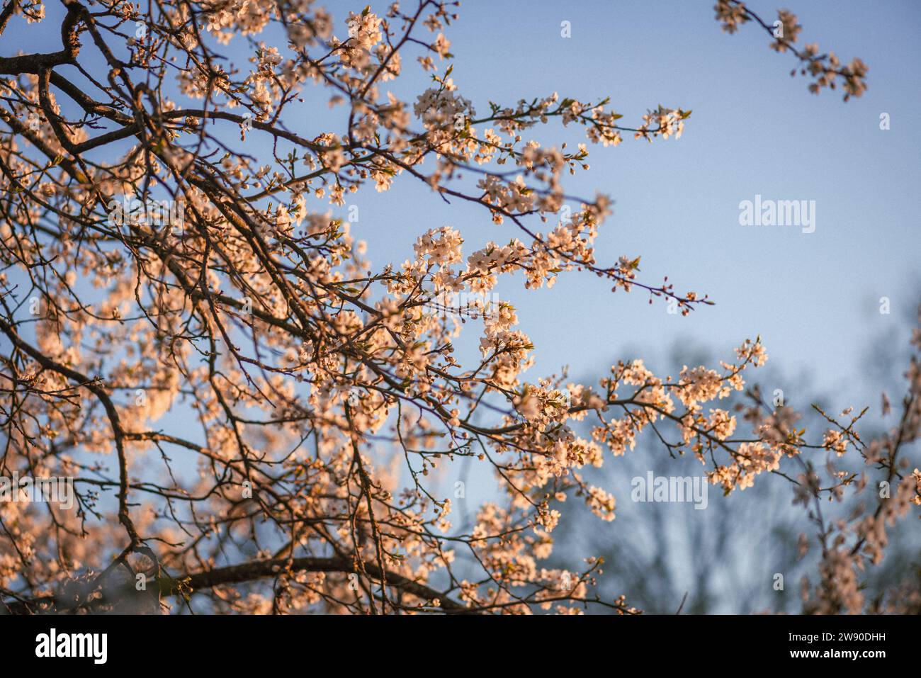 Hintergrund frühe Frühling blühende Bäume, positive Stimmung Antidepression, Qualität Hintergrund Frühling Stockfoto