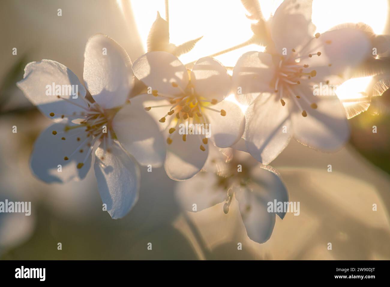 Hintergrund frühe Frühling blühende Bäume, positive Stimmung Antidepression, Qualität Hintergrund Frühling Stockfoto