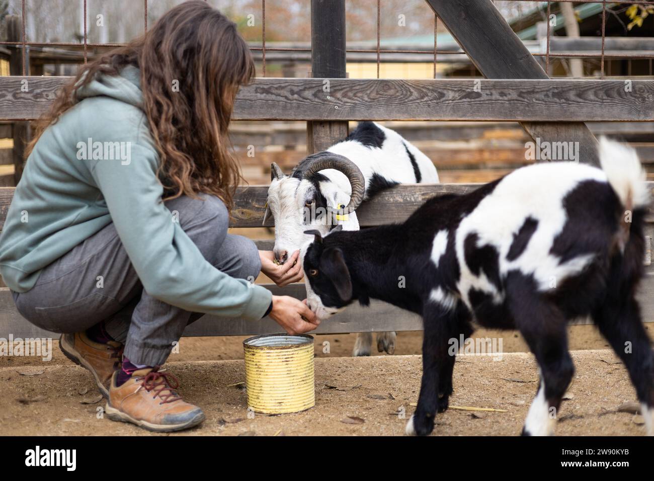 Eine Bäuerin, die Ziegen von Hand auf einem Bio-Bauernhof füttert. Tierpflege und Wohlbefinden. Stockfoto