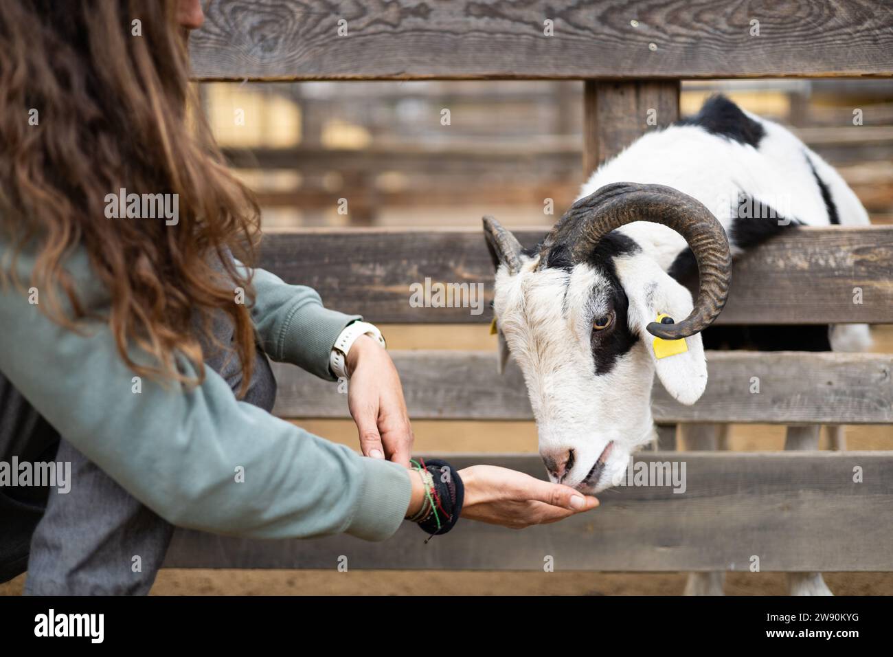 Eine Bäuerin, die Ziegen von Hand auf einem Bio-Bauernhof füttert. Tierpflege und Wohlbefinden. Stockfoto
