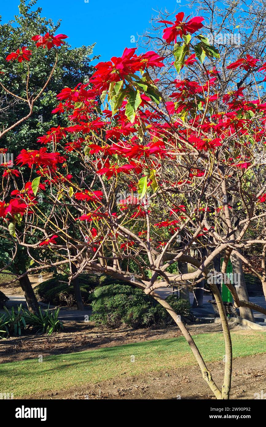 Weihnachtsstern in spanien -Fotos und -Bildmaterial in hoher Auflsung   Alamy