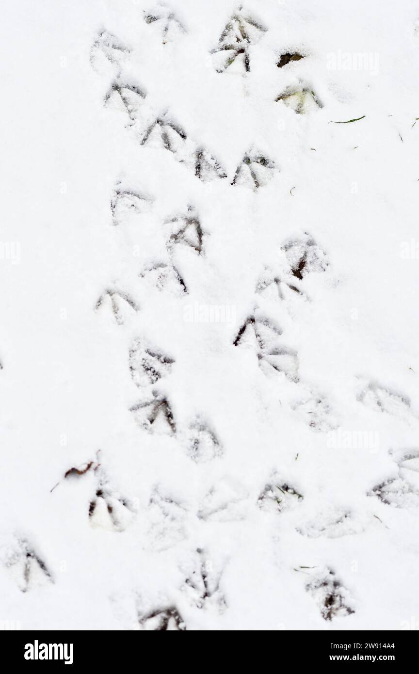 Fußabdrücke der Wildente Anas platyrhynchos im Schnee. Tschechische republik Natur. Stockfoto