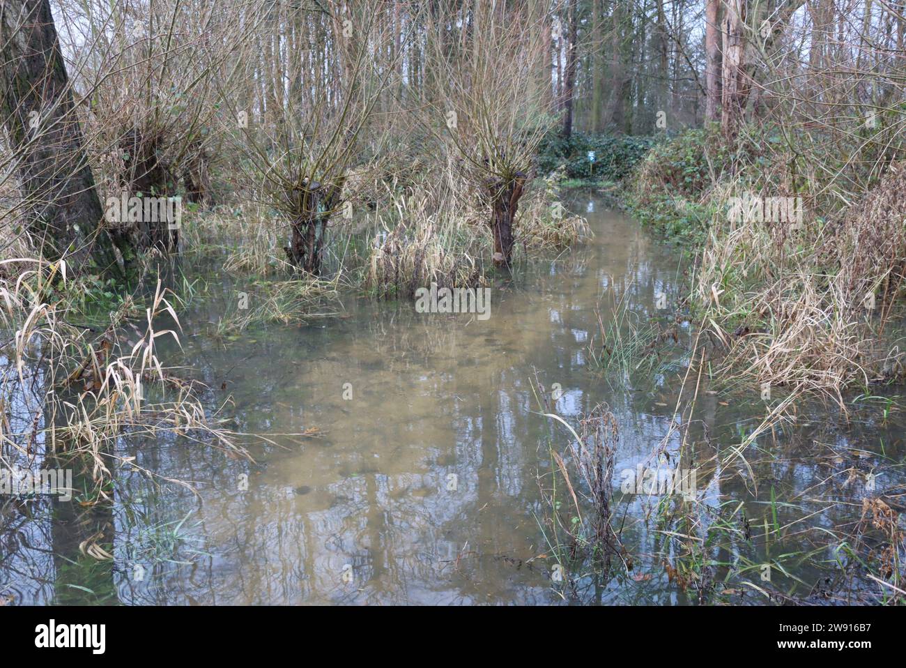 Naturschutzgebiet Tophill Low, in der Nähe von Driffield, East Yorkshire, Großbritannien Stockfoto