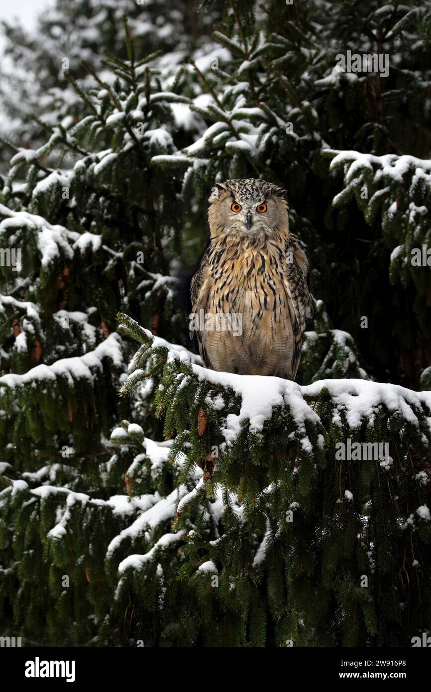 Eine Nahaufnahme einer eurasischen Uhu (Bubo Bubo), die auf einem schneebedeckten Fichtenzweig sitzt und direkt in die Kamera blickt Stockfoto
