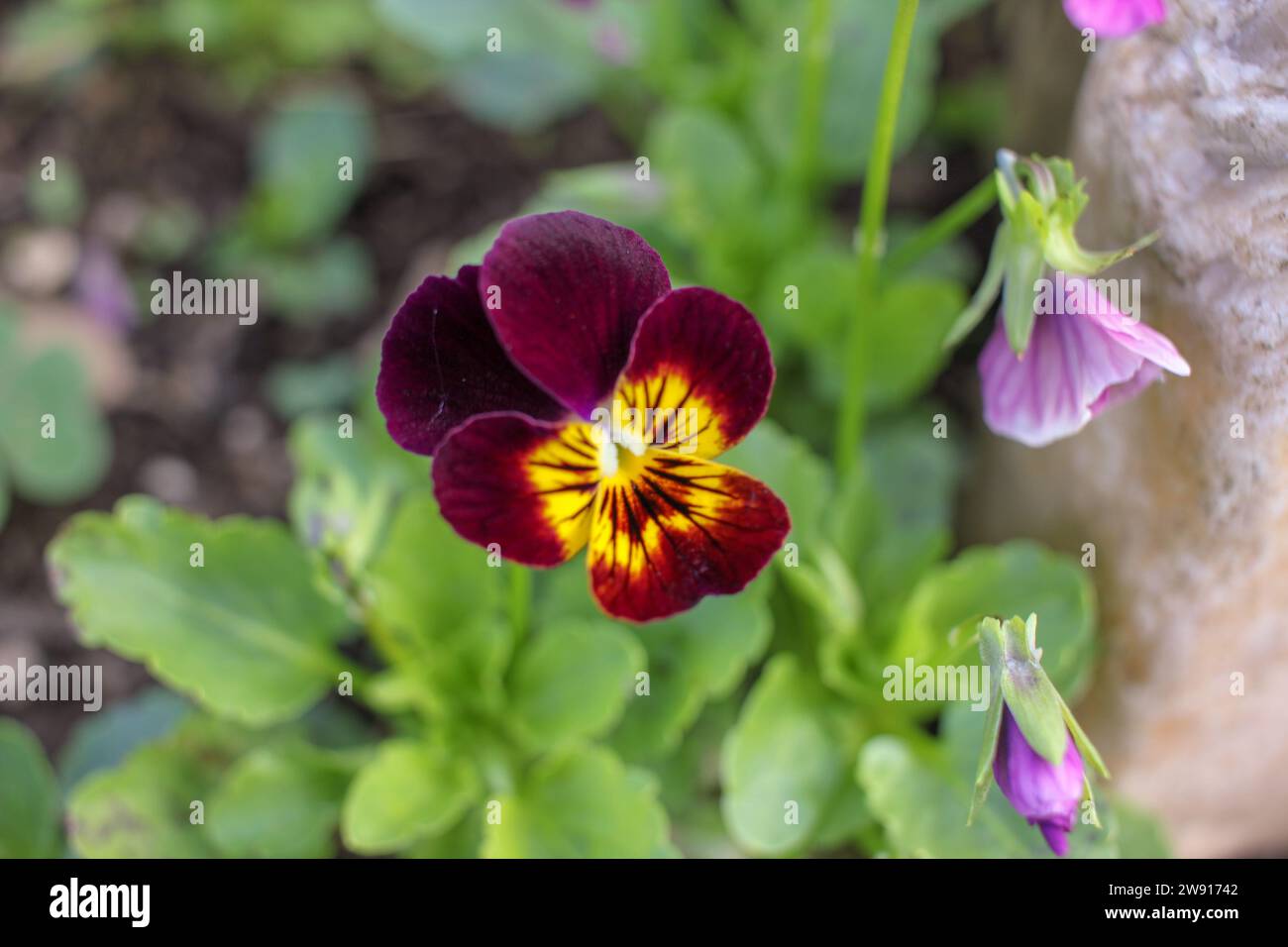 Nature's Palette: Leuchtende Blüten in meinem Garten Stockfoto