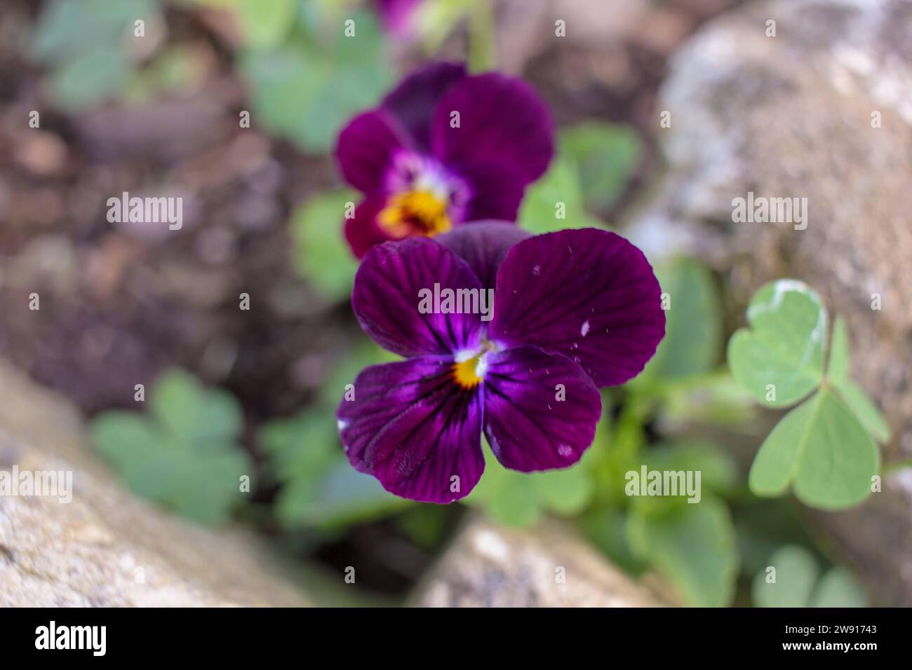Nature's Palette: Leuchtende Blüten in meinem Garten Stockfoto