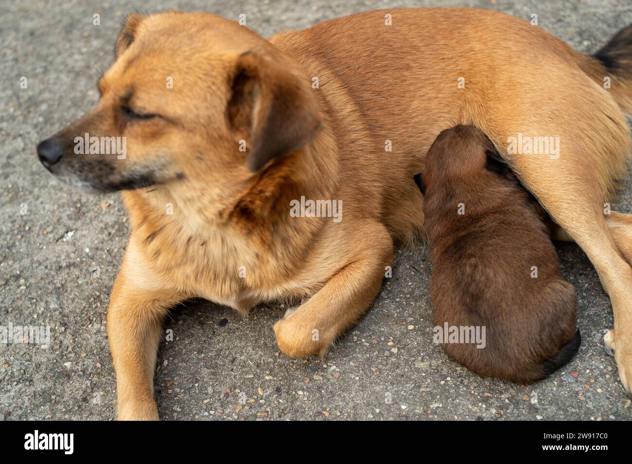 Ein Monat alter Welpe, der von seiner Mutter ernährt wird. Stockfoto