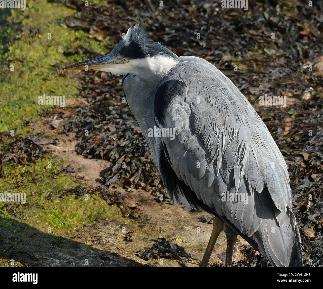 Der Graureiher ist ein langbeiniger Watvogel der Familie der Reiher Ardeidae, der im gemäßigten Europa und Asien sowie in Teilen Afrikas beheimatet ist Stockfoto