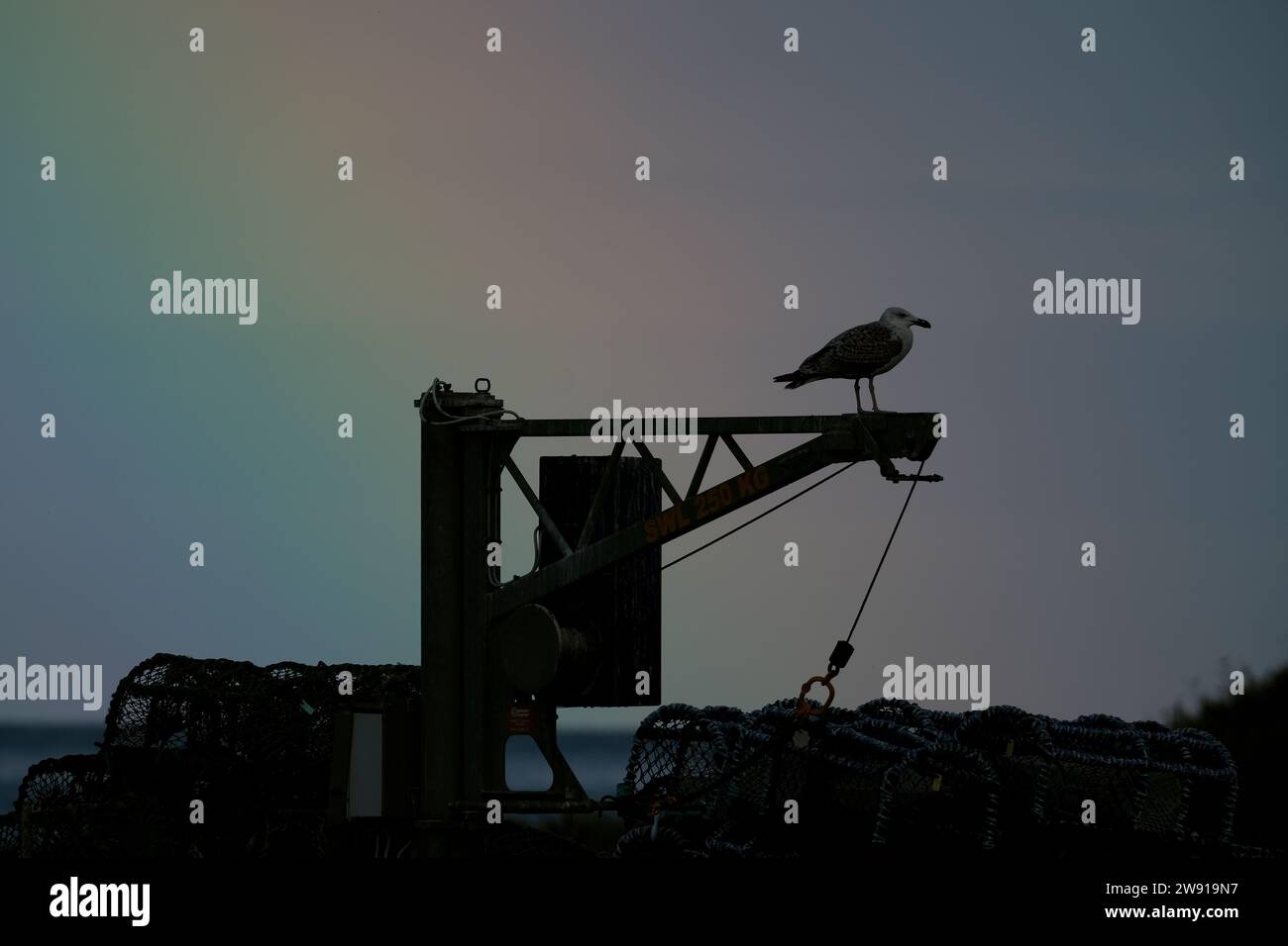 Gull am Hafenkran, Silhouette gegen Regenbogenhimmel. Stockfoto